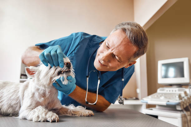  East Palatka, FL Emergency Dentist Pros